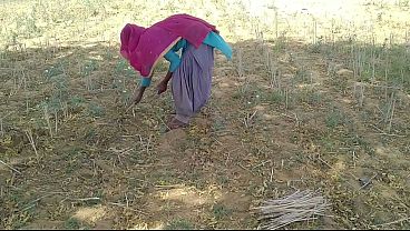 Desi Indian Pacar Lagi Kerja Di Sawah, Doi Digebukin Sampe Minta Ampun